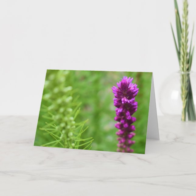 Cartão Terra Verde (Frente)