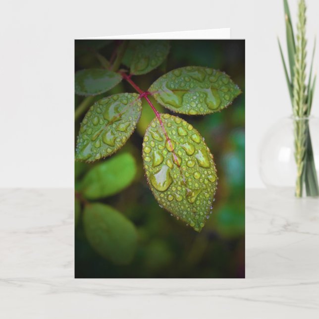 Cartão Terra Verde, carta (Frente)