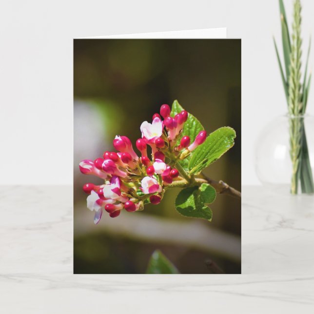 Cartão Terra Verde, carta (Frente)