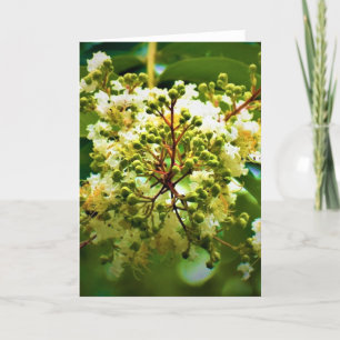 Cartão Terra Verde, carta