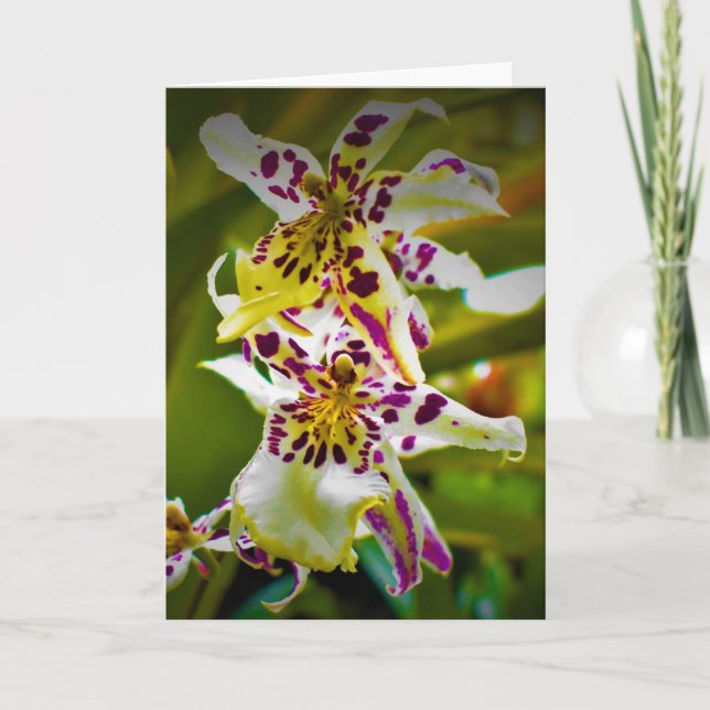 Cartão Terra Verde, carta (Frente)