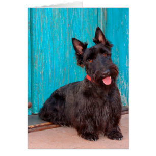 Cartão Terrier Escocês sentado ao lado de uma porta color