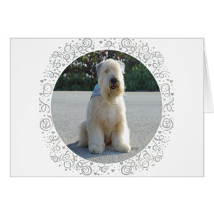 Cartão Terrier Irlandês Wheaten