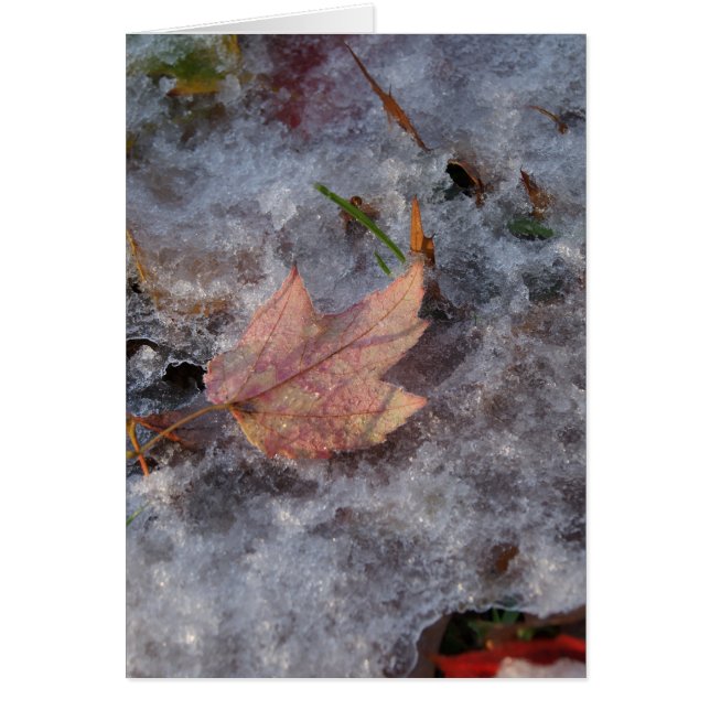 Cartão "Tesouro no Gelo" (Frente)