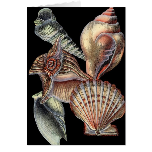 Cartão Tesouros do mar (Frente)