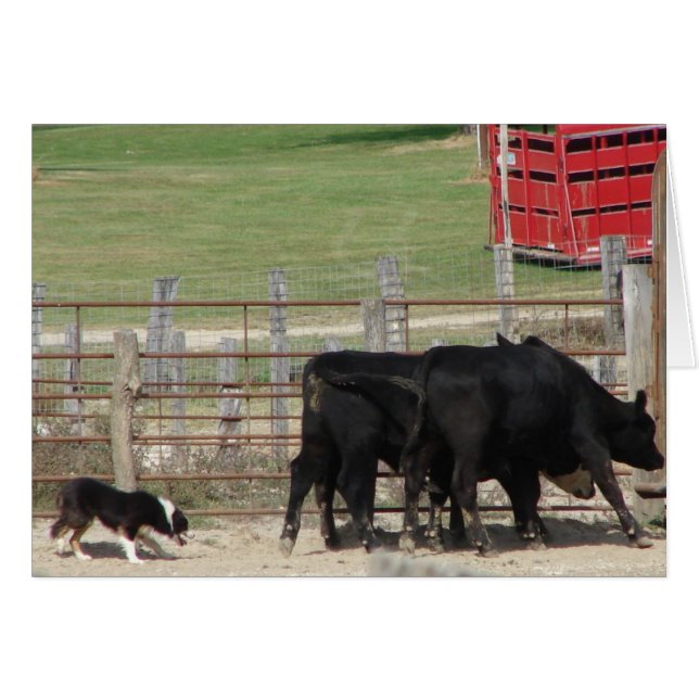 Cartão Teste de Estoque de Cães (Frente Horizontal)