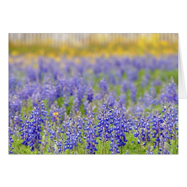 Cartão Texas Bluebonnet, distrito de Nacogdoches (Frente Horizontal)