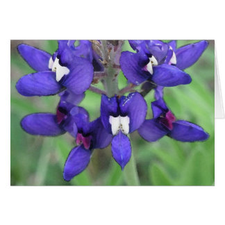 Cartão Texas Bluebonnet nº 1