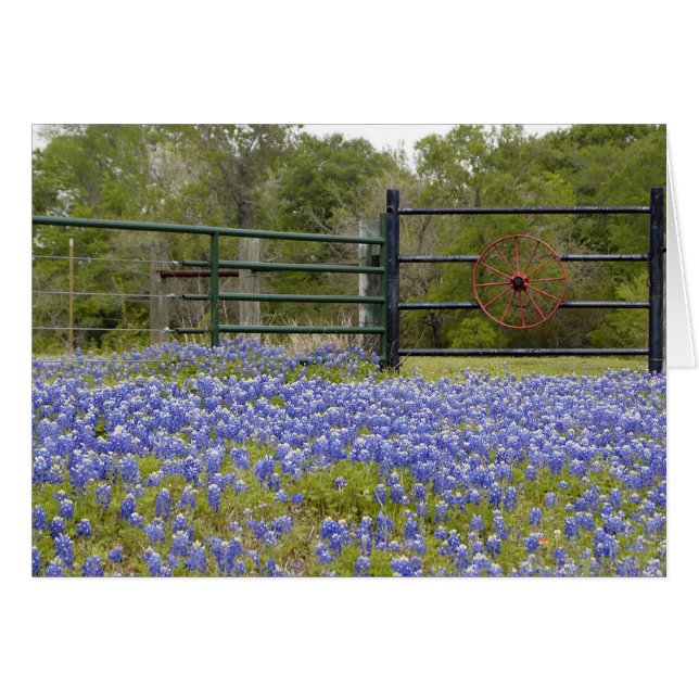 Cartão Texas Bluebonnets (Frente Horizontal)