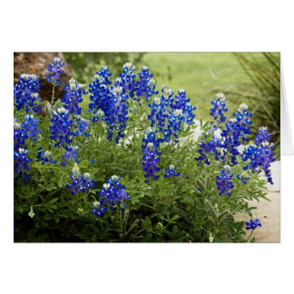 Cartão Texas Bluebonnets