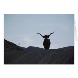 Cartão Texas Longhorn