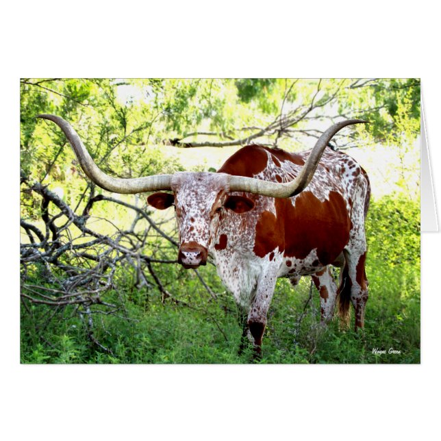 Cartão Texas Longhorn Steer (Frente Horizontal)