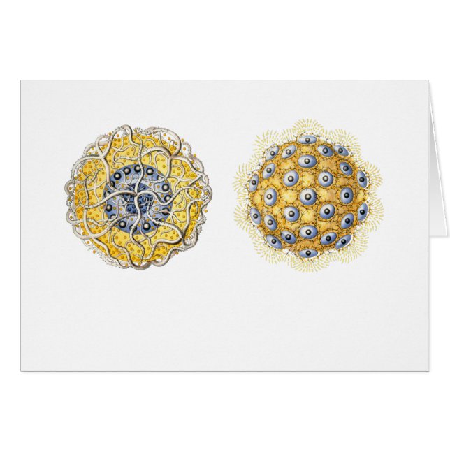 Cartão Thalassoxanthium (Frente Horizontal)