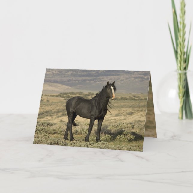 Cartão The Black Stallion Wild Horse Greeting Card (Frente)