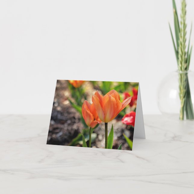 Cartão The Colors of Spring Note Cards (Frente)