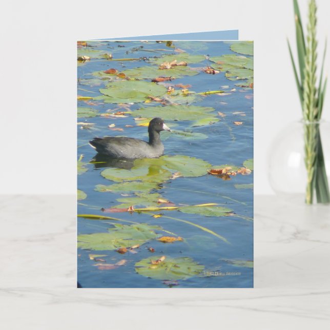 Cartão The Coot (Frente)