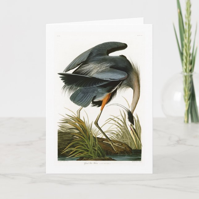 Cartão The Great Blue Heron John Audubon Birds of America (Frente)