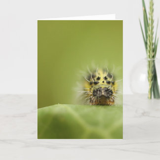 Cartão the hungry catapillar