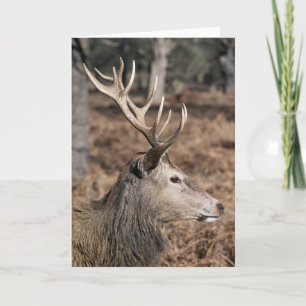 Cartão The King's Deer of Richmond Park, Londres, Reino U