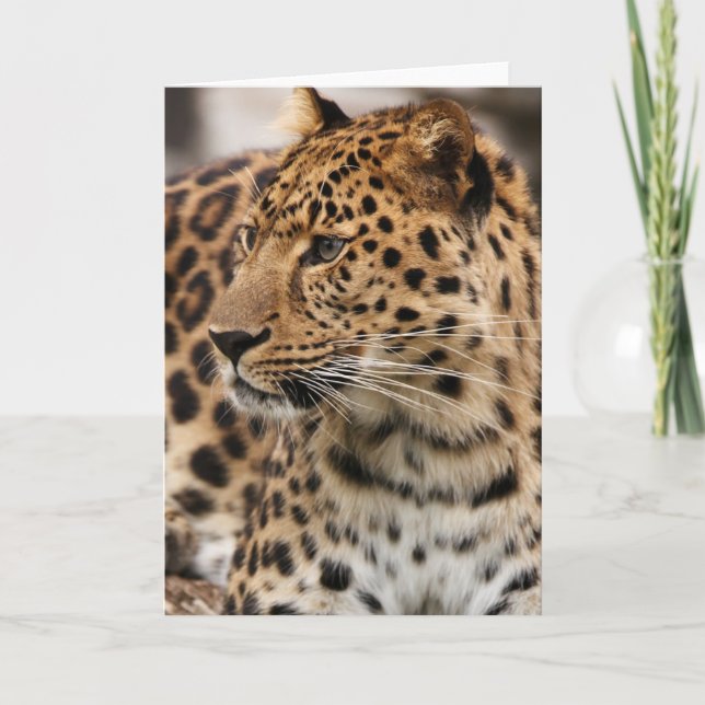 Cartão The Leopard (Frente)