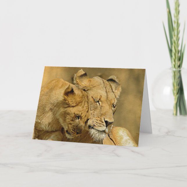 Cartão The Lioness and Cub Card (Frente)