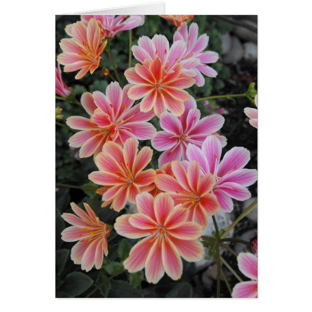 Cartão The Lovely Lewisia-Cotyledon (Frente)