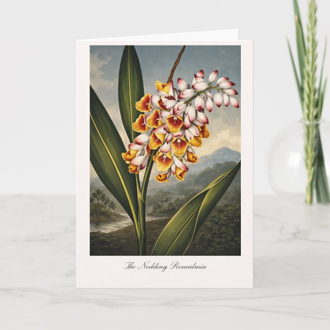 Cartão The Nodding Renealmia — Modern Botanical Reinterpr (Frente)