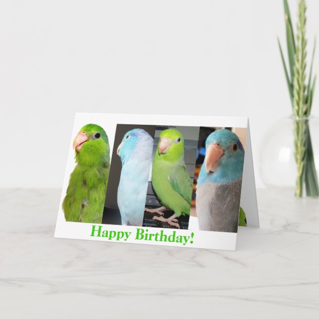 Cartão The Parrotlets Happy Birthday Bird Greeting Card (Frente)