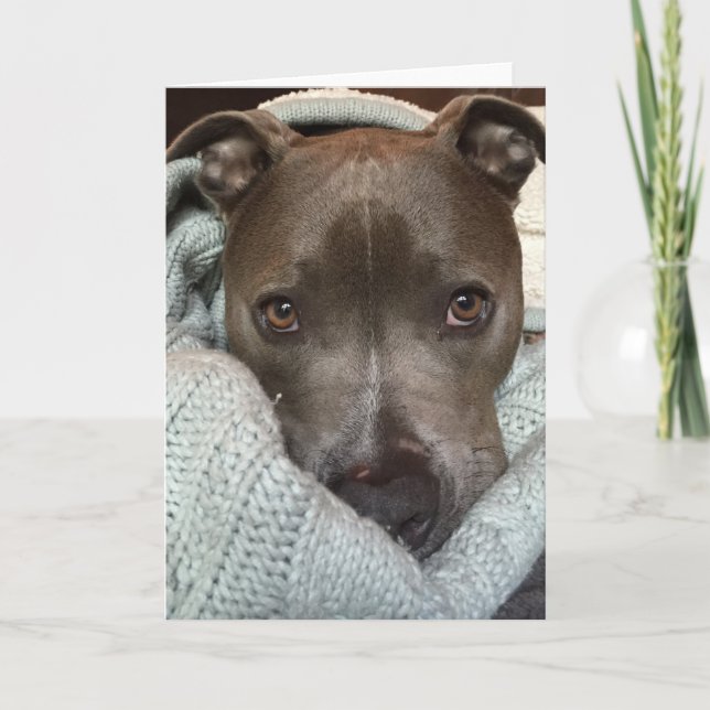 Cartão The Pitbull- Ferocious? I think not.. (Frente)