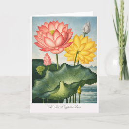 Cartão The Sacred Egyptian Bean — Modern Botanical