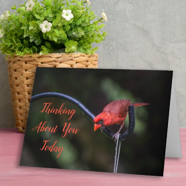 Cartão Thinking About You Today Greeting Card (Thinking of You card with Red Cardinal.)