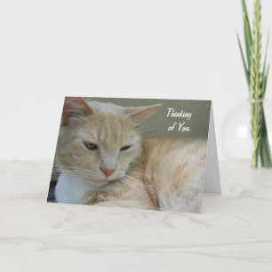 Cartão THINKING OF YOU Cute Cat Animal Custom Photograph