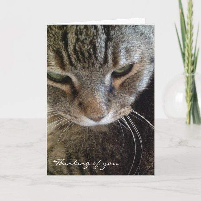 Cartão Thinking of You Funny Tabby Cat Card (Frente)