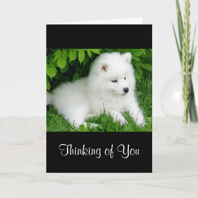 Cartão Thinking of You White Samoyed  Puppy Dog  Card (Frente)