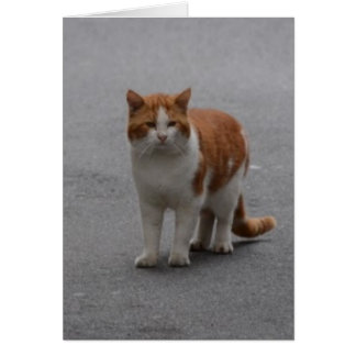 Cartão Thomas Ginger E Gata Branca
