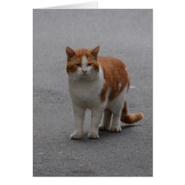 Cartão Thomas Ginger E Gata Branca (Frente)