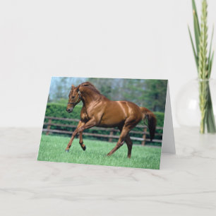Cartão Thorogened Stallion, Irlanda
