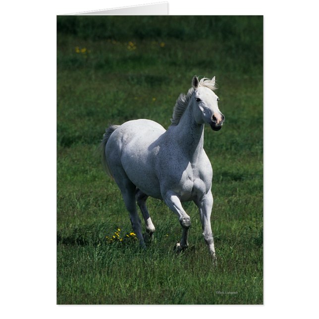 Cartão Thorpura Mare (Frente)