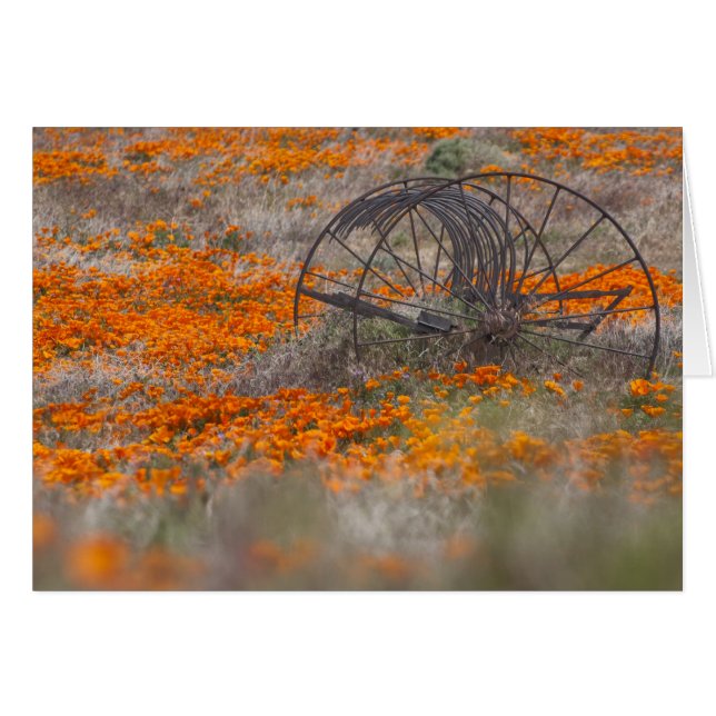 Cartão Thrasher no campo das papoilas (Frente horizontal)