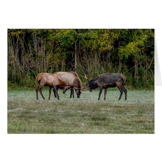 Cartão Three Bull Elk Fight Greeting Card (Frente Horizontal)