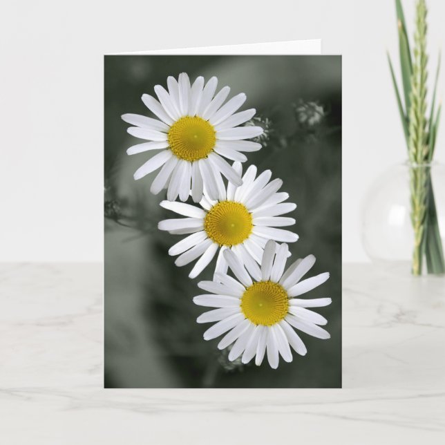 Cartão Three Daisies Greeting Card (Frente)