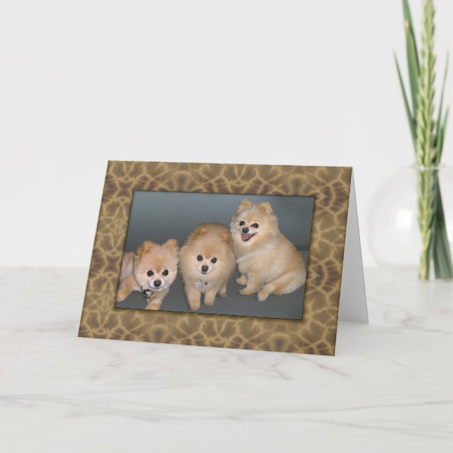 Cartão Three Pomeranians Note or Greeting Card (Frente)