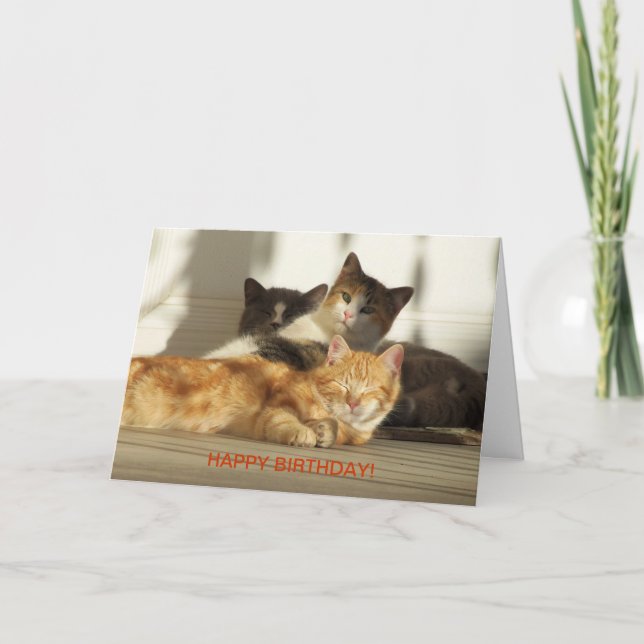 Cartão Three Relaxing Cats, Birthday (Frente)