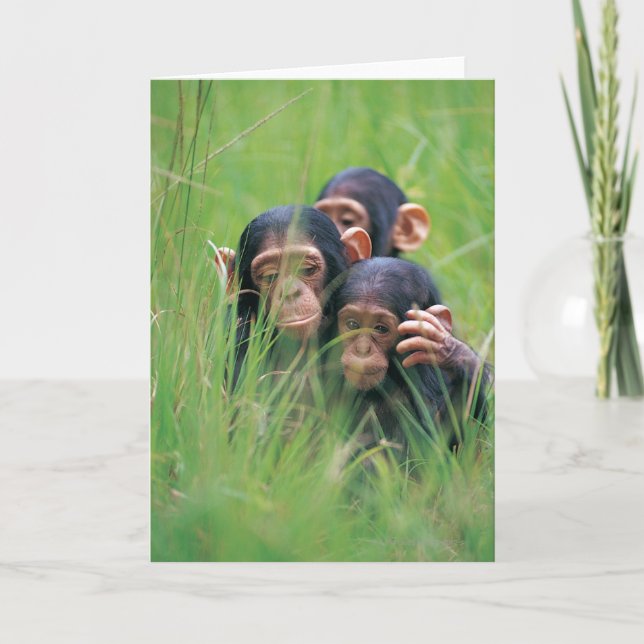 Cartão Three young Chimpanzees (Pan troglodytes) in (Frente)