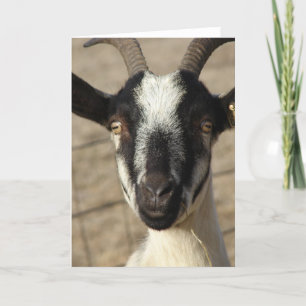 Cartão Thumbelia a Yearling Goat