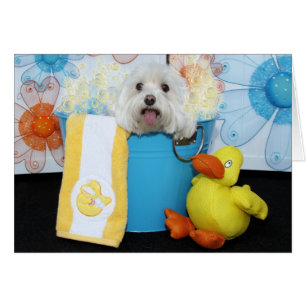 Cartão Tia - maltês