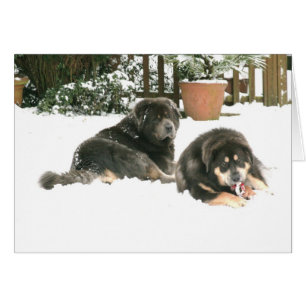 Cartão Tibetan Mastiff Caspar & Jampo