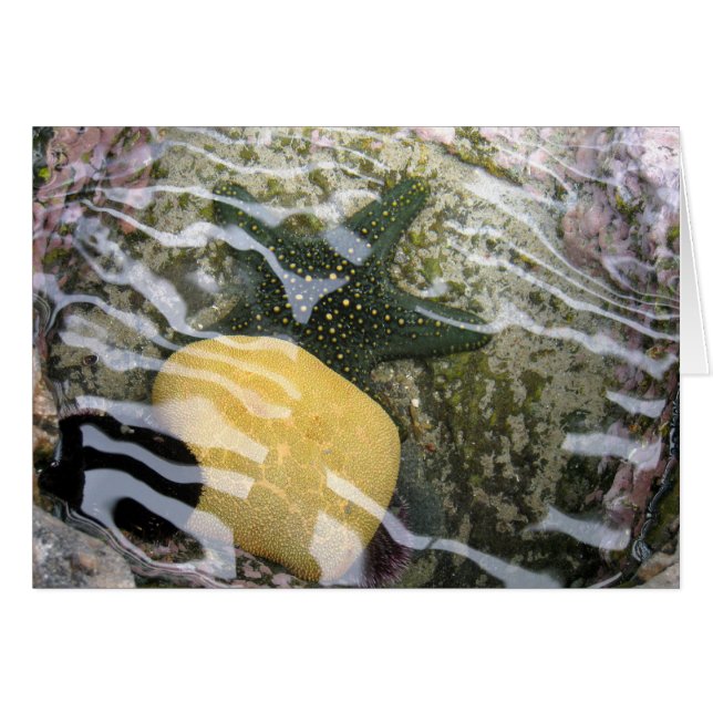 Cartão Tidepool (Frente Horizontal)