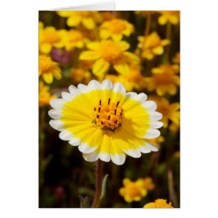Cartão Tidy Tip Wildflower