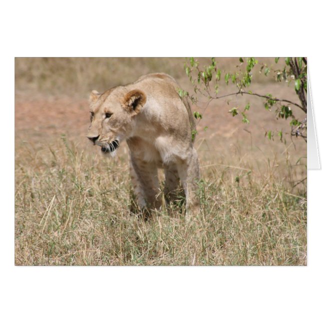 Cartão tigela de leão (Frente Horizontal)